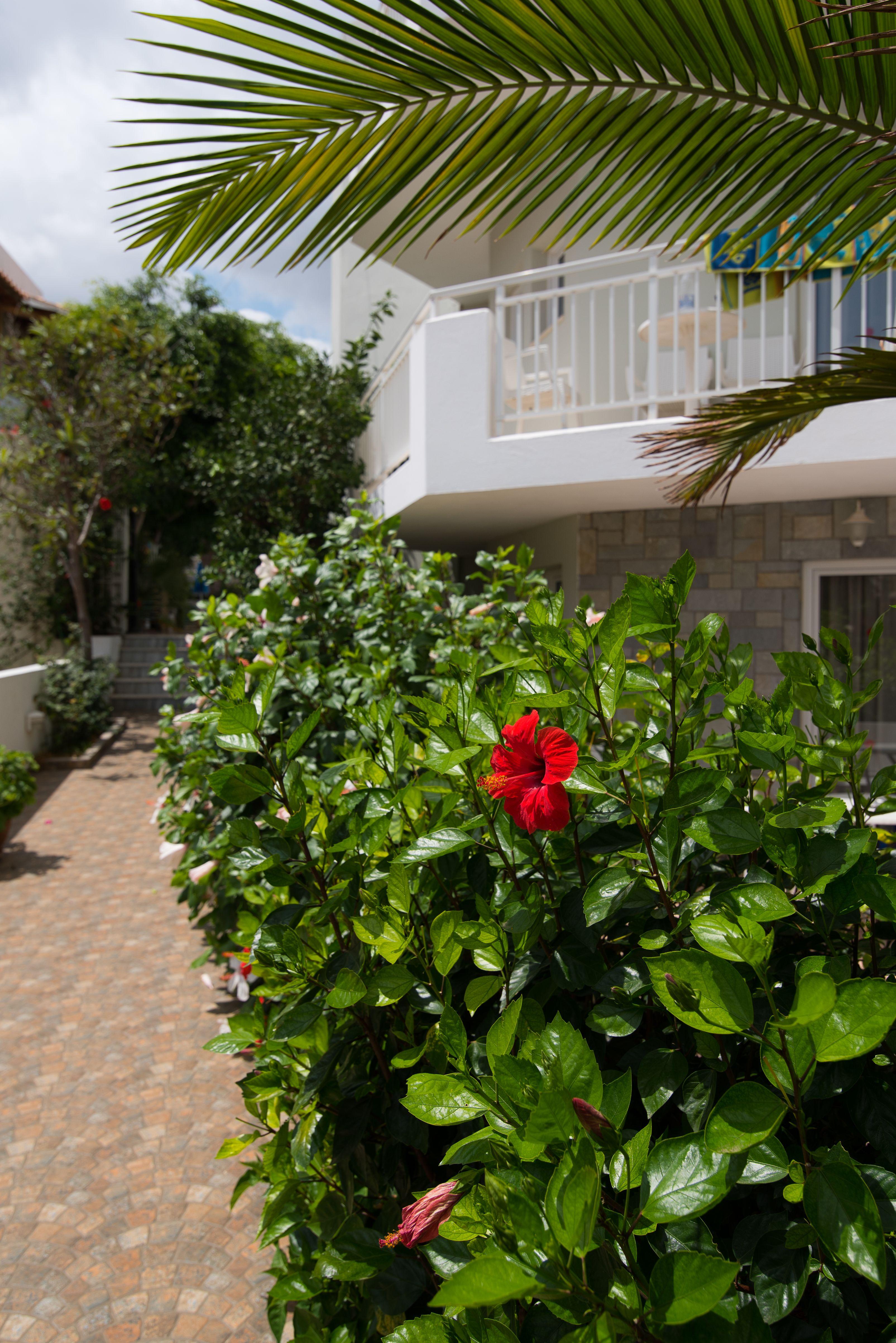 Melissa Apartments, Studios & Suites Malia Eksteriør billede
